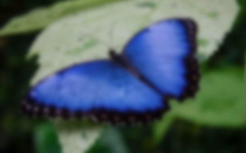 国产采精小蝴蝶,探寻自然之美与科技创新的完美融合  第2张