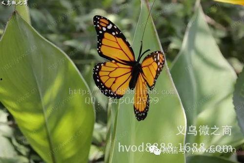 国产采精小蝴蝶,探寻自然之美与科技创新的完美融合  第3张