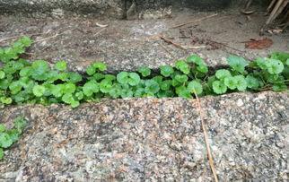 国产人人草,人人草，绿色健康生活新选择  第2张